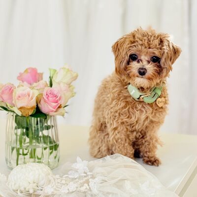 sanna-lindstroem-atelier-viersen-team-bailey